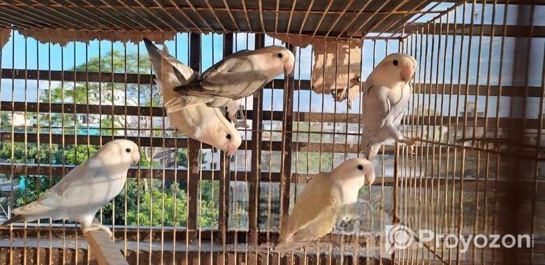 Love Bird