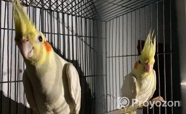 Cockatiel pakhi