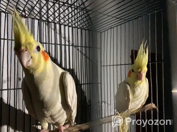 Cockatiel pakhi