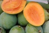 হিম সাগর আম