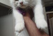 pure persian cat