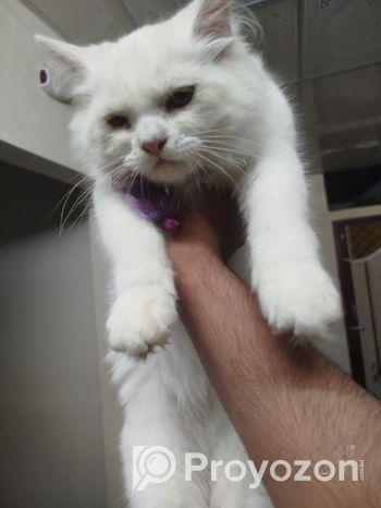 pure persian cat