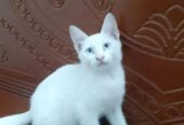 Persian Mixed Breed