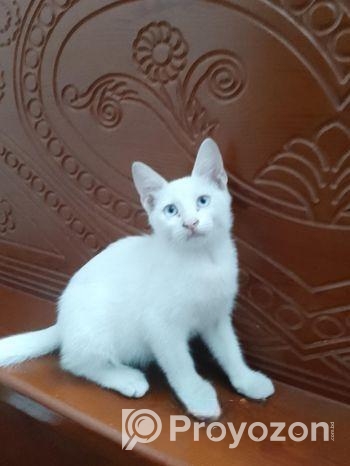Persian Mixed Breed