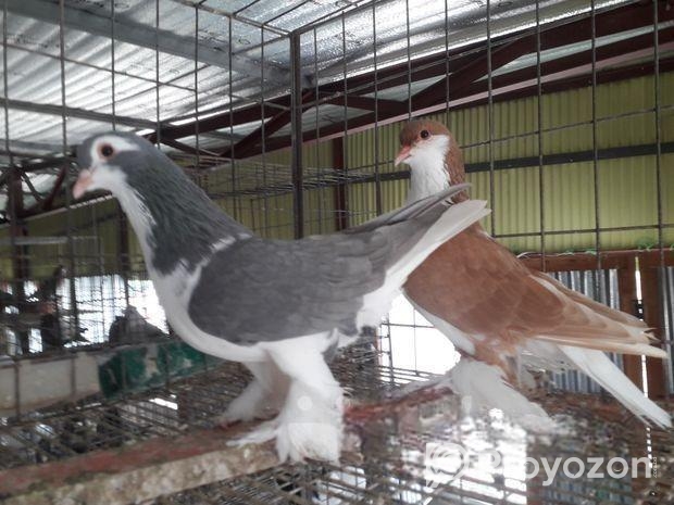 কবুতর বিক্রি