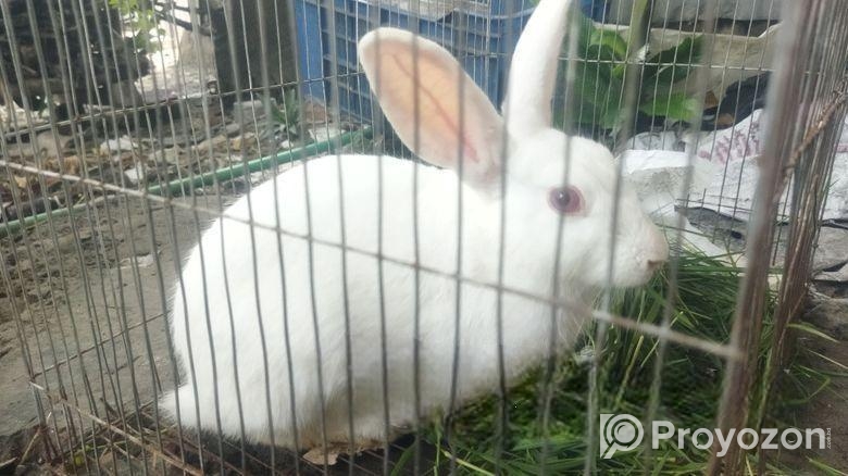 খরগোশটি বিক্রি হবে