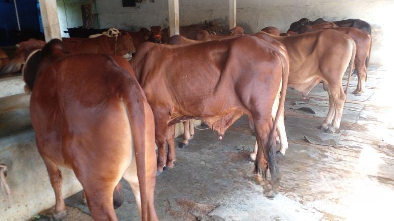 ৭টি এড়ে বাছুর বিক্রি।(৪৪২৮নং সিরিয়াল)