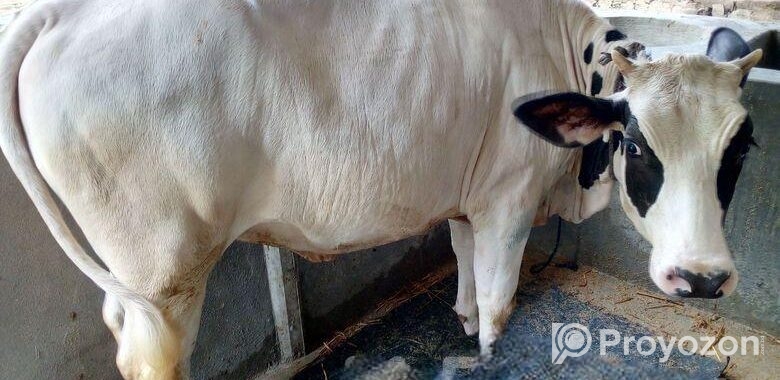 ১০০৯নং উন্নত জাতের বকনা বিক্রি