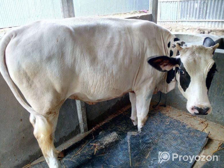 ১০০৯নং উন্নত জাতের বকনা বিক্রি