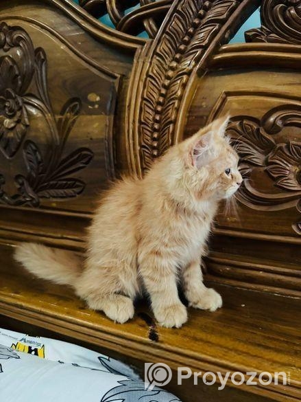 বিড়াল বিক্রি করা হবে