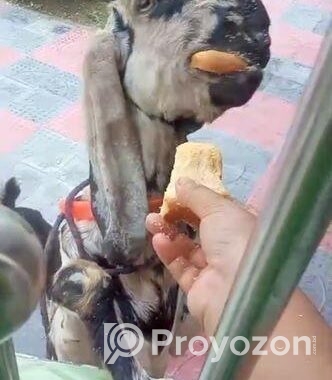 একটি তোতাপুরী খাসি ছাগল বিক্রি হবে