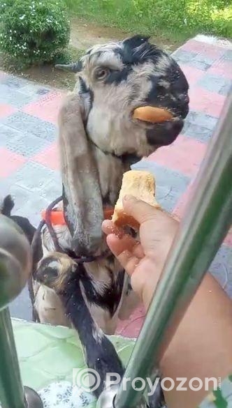 একটি তোতাপুরী খাসি ছাগল বিক্রি হবে