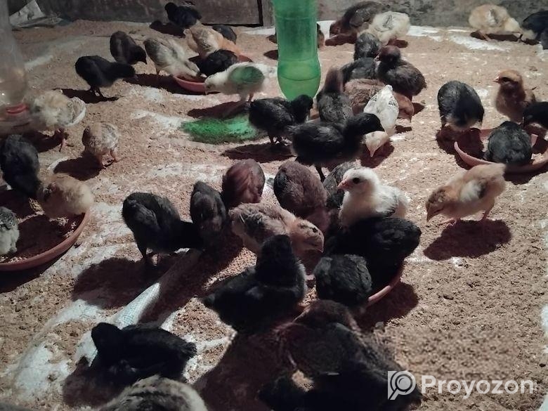 দশ দিনের মুরগির বাচ্চা বিক্রয় হবে।