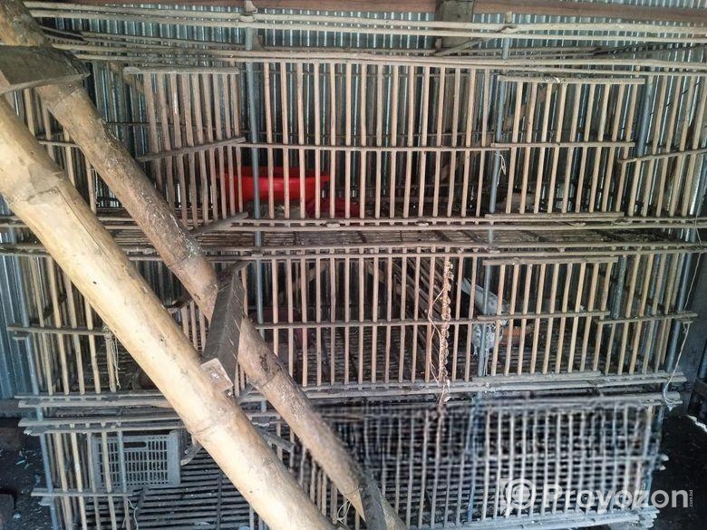 কবুতর মুরগির বড় খাচা