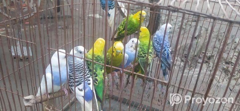 বাজরিগার পাখি বিক্রয় করা হবে জোড়া