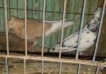 এক জোড়া রানিং দেশি কবুতর বিক্রি