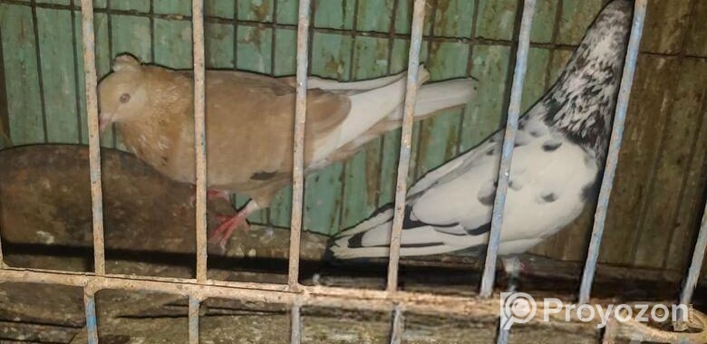 এক জোড়া রানিং দেশি কবুতর বিক্রি