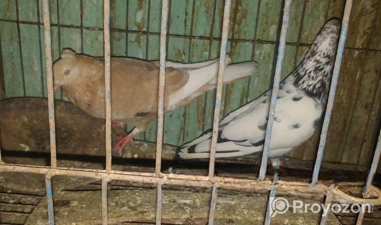 এক জোড়া রানিং দেশি কবুতর বিক্রি