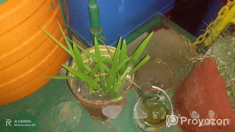 আজওয়া খেজুর চারা