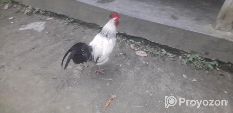 দেশি মোরগ
