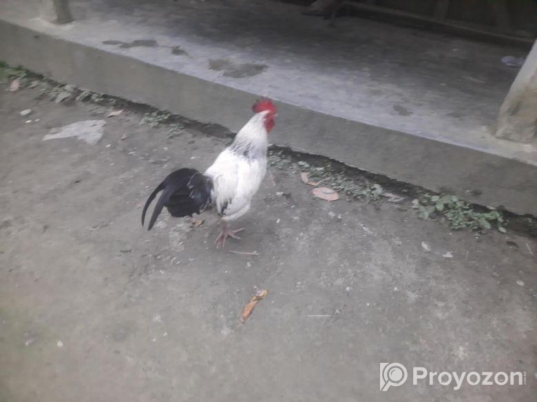 দেশি মোরগ