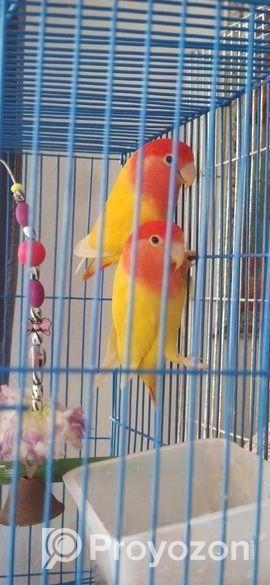 লাভ বার্ড, গেল্ডিয়ান ফ্রিঞ্চ