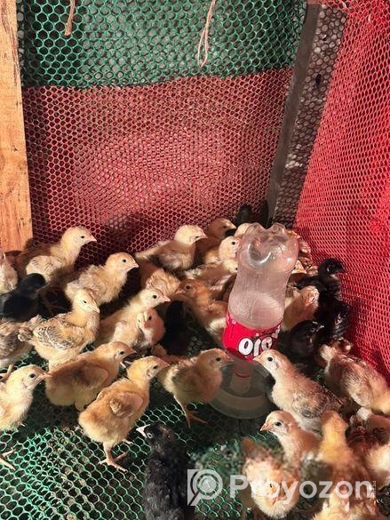 ফাহমি মুরগির বাচ্চা এবং টাইগার