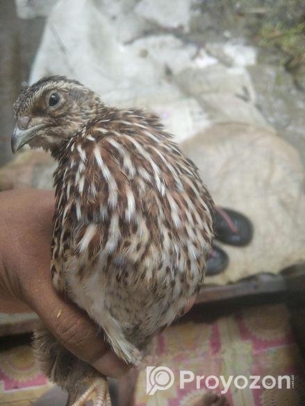 কোয়েল পাখি