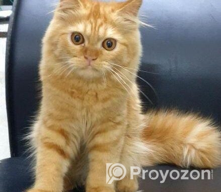 Traditional Persian Cat
