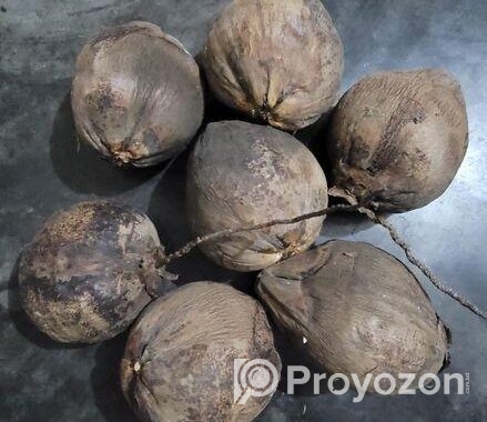 বড় সাইজের মিষ্টি নারকেল!