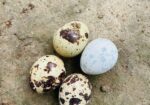 রানিং ডিম পাড়া কোয়েল পাখি বিক্রয় করা হবে