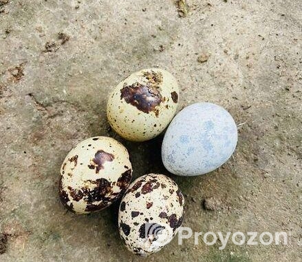 রানিং ডিম পাড়া কোয়েল পাখি বিক্রয় করা হবে