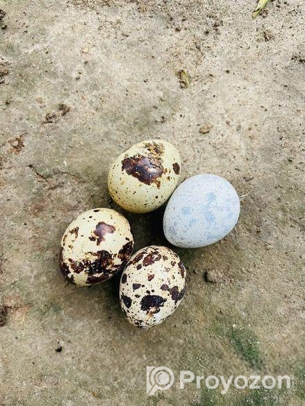 রানিং ডিম পাড়া কোয়েল পাখি বিক্রয় করা হবে