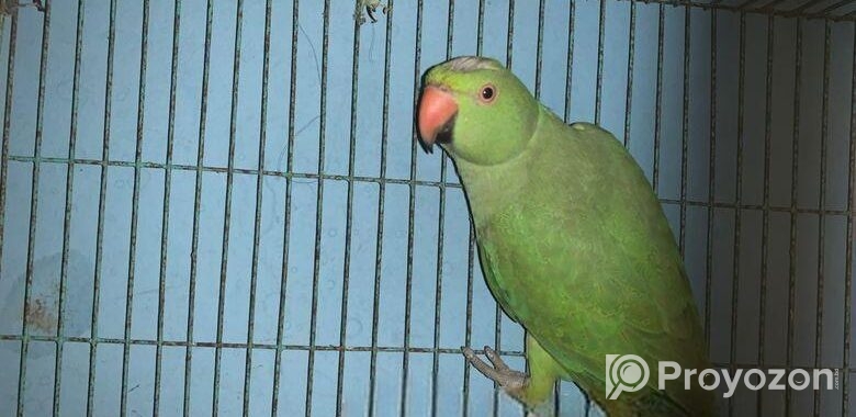 Indian Ring Neck