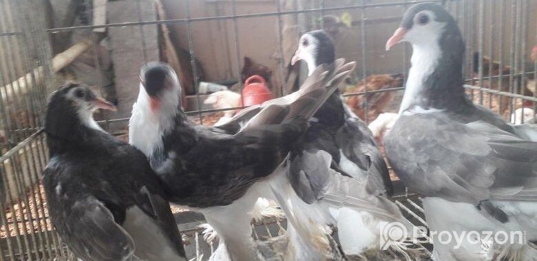 Lahori cek baby kobutor