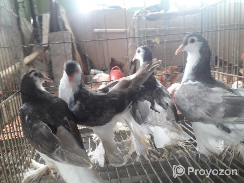 Lahori cek baby kobutor