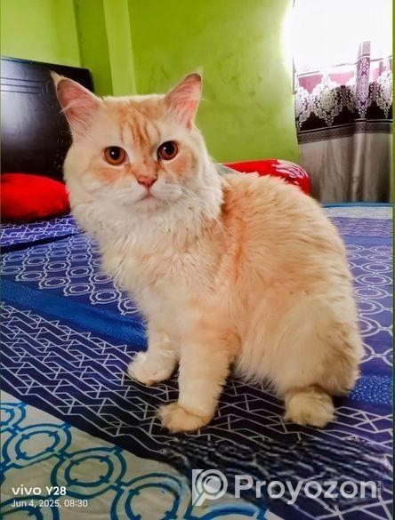 পার্সিয়ান বিড়াল