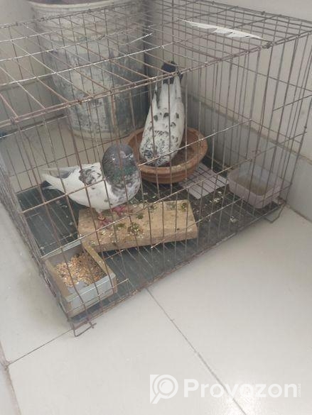 01 Jora Master Pair Giribaz Kobutor