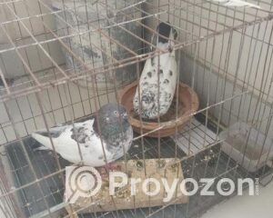 IMG-20250827-WA0011