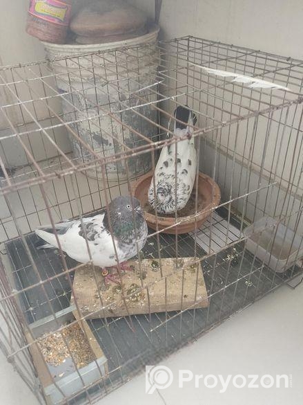 01 Jora Master Pair Giribaz Kobutor