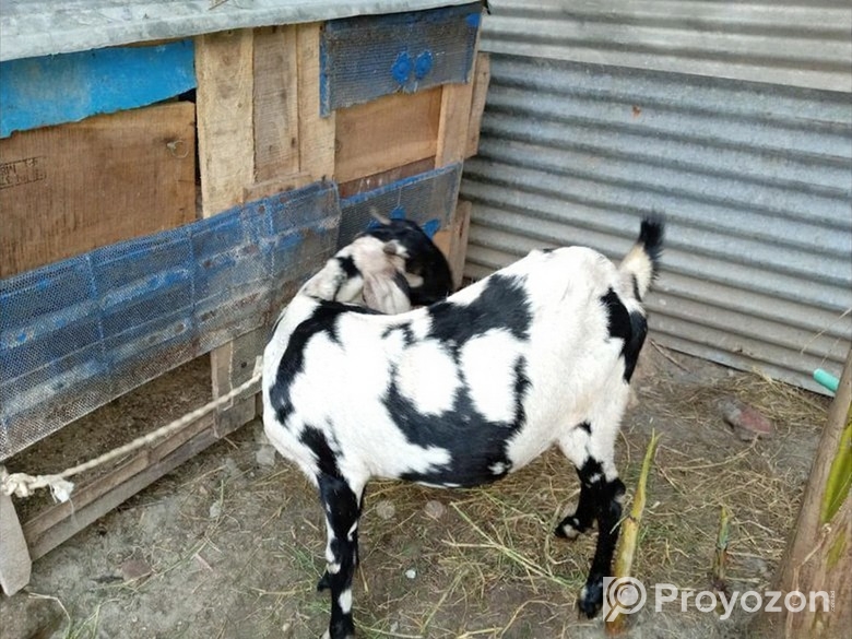 বিটল ক্রস ছাগল