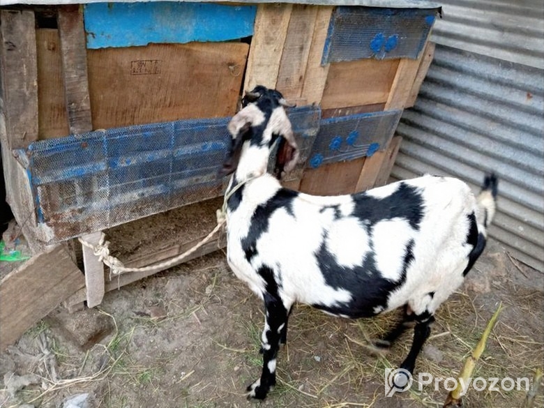 বিটল ক্রস ছাগল