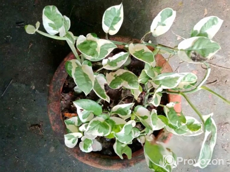 পট সহ পথস