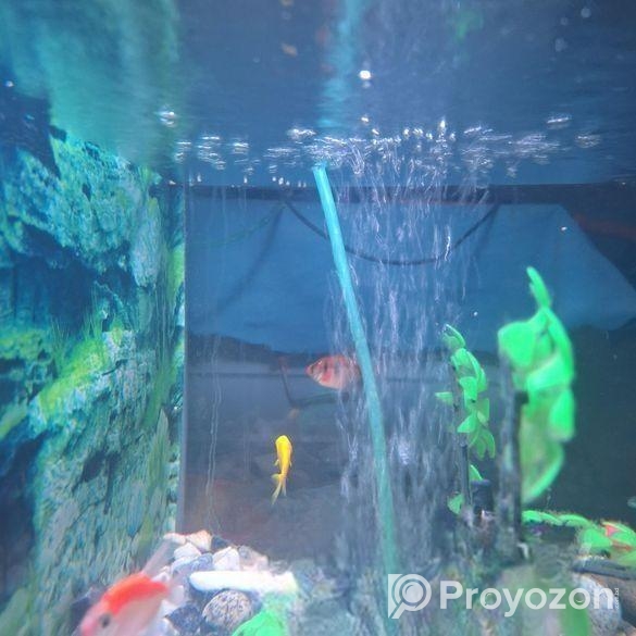 মাছের একুরিয়াম