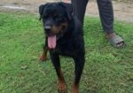 Rottweiler Male
