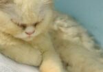 Parsian cat maIe