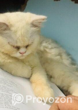 Parsian cat maIe