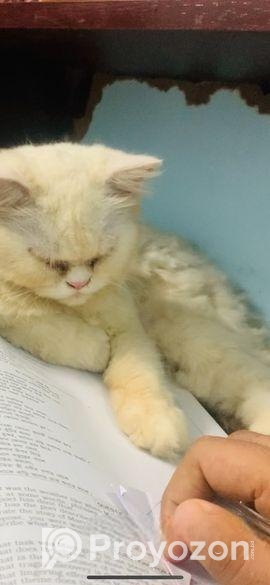 Parsian cat maIe