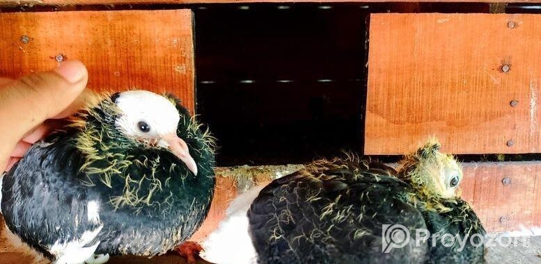 এক জোড়া সাদা-কালো বাচ্চা কবুতর বিক্রি