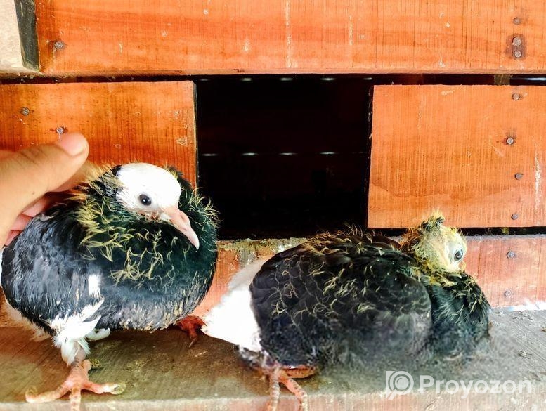 এক জোড়া সাদা-কালো বাচ্চা কবুতর বিক্রি